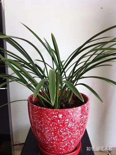 兰花用什么花盆栽植最好?高低深浅如何选? - 知乎