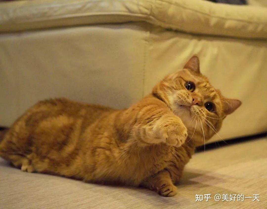 为什么很多人养猫后会“后悔”?这些原因,太真实了 - 知乎