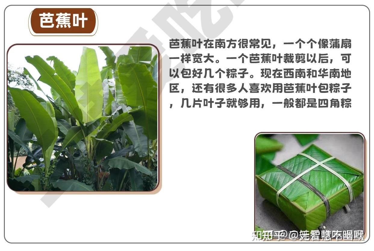 【端午节：粽叶是什么叶？】 - 知乎