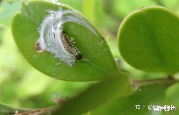 图为白色丝巢内的幼虫黄杨绢野螟并不是一年只发生一个世代,在我国
