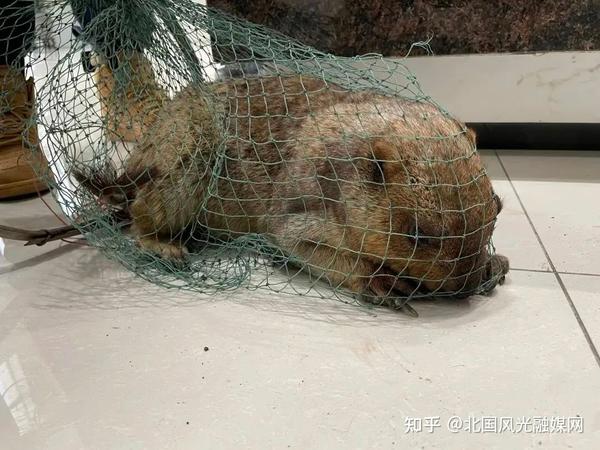 偷菜时“落网”,农户将其“扭送”到派出所…… - 知乎