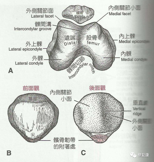 髁间隆突图片