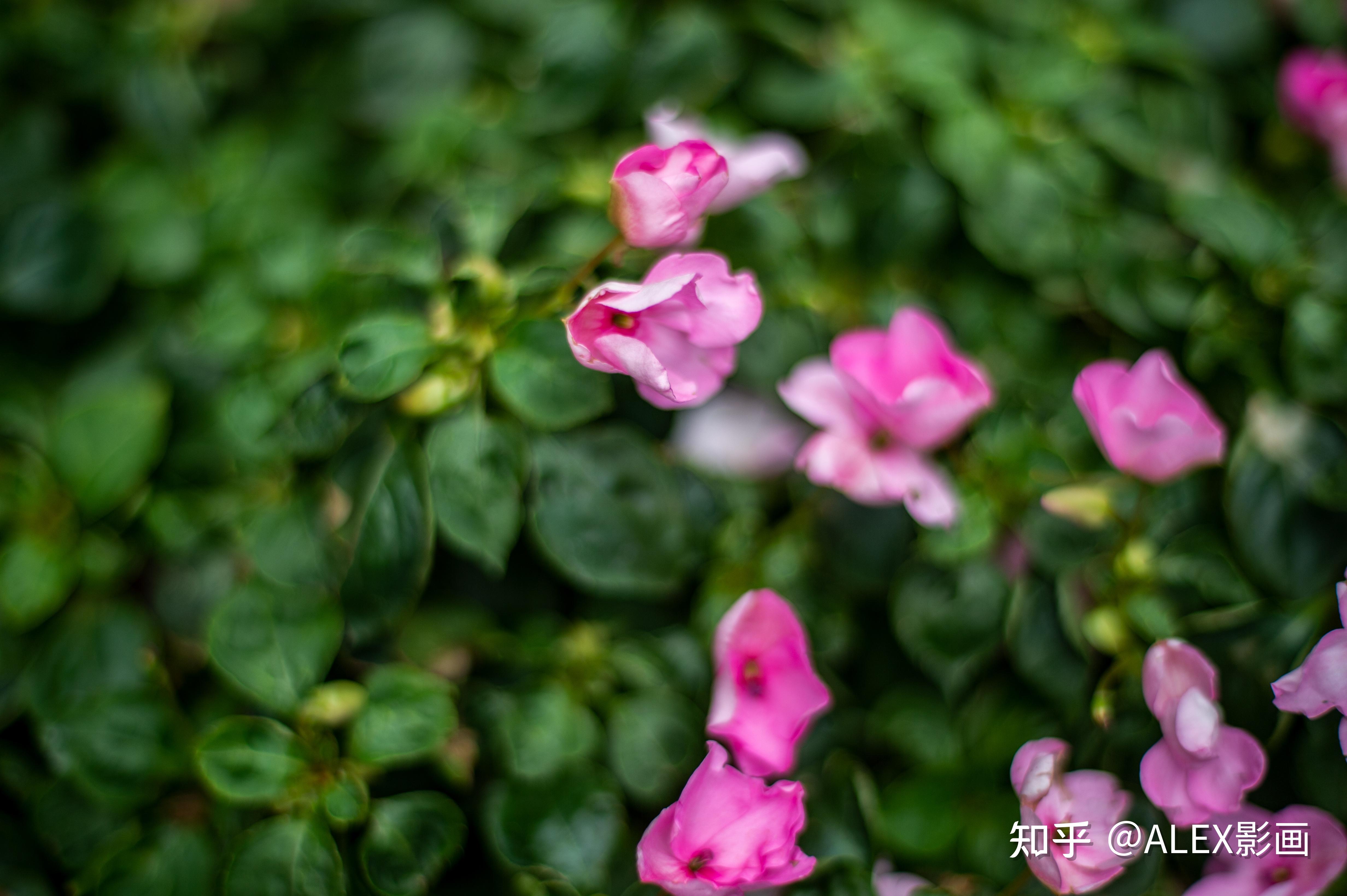 镜头故事-福伦达58/1.4SL II S - 知乎
