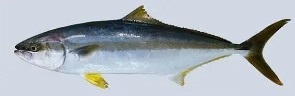 "黄金鲅"——黄尾鰤鲅鱼——蓝点马鲛鲅鱼肉质软嫩,呈蒜瓣状,味道清淡