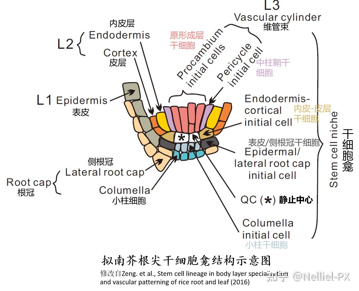 我就以模式植物拟南芥为例进行说明,拟南芥根尖的干细胞龛中央区域被