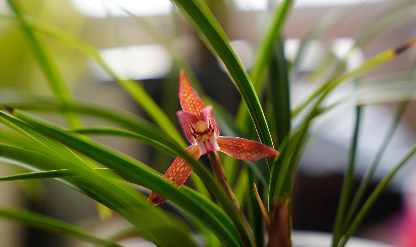 兰花赏析：春兰红花名品鉴赏之九大经典品种解析- 知乎