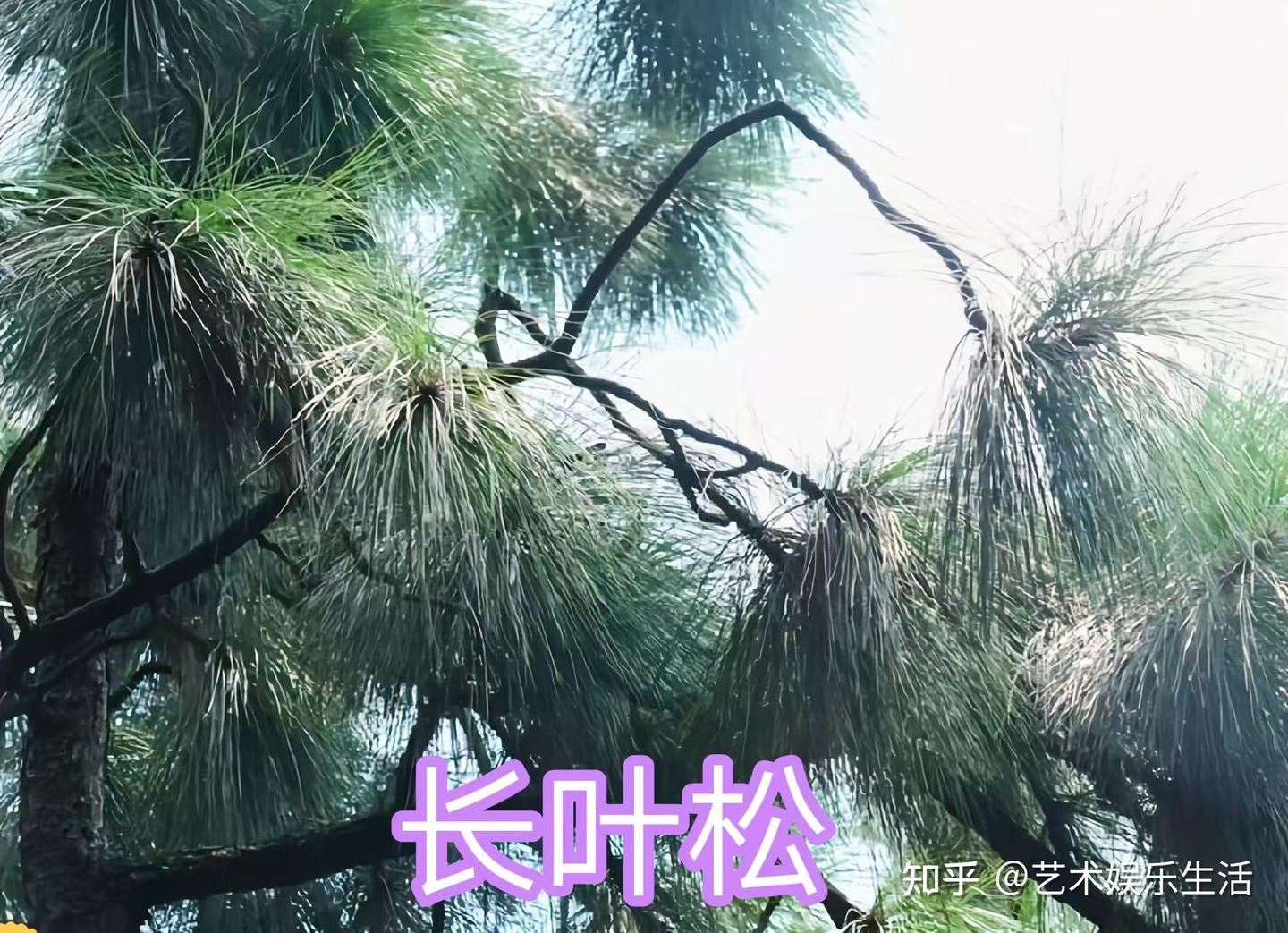 215种松科植物,最长寿的狐尾松已经活了4800岁 - 知乎