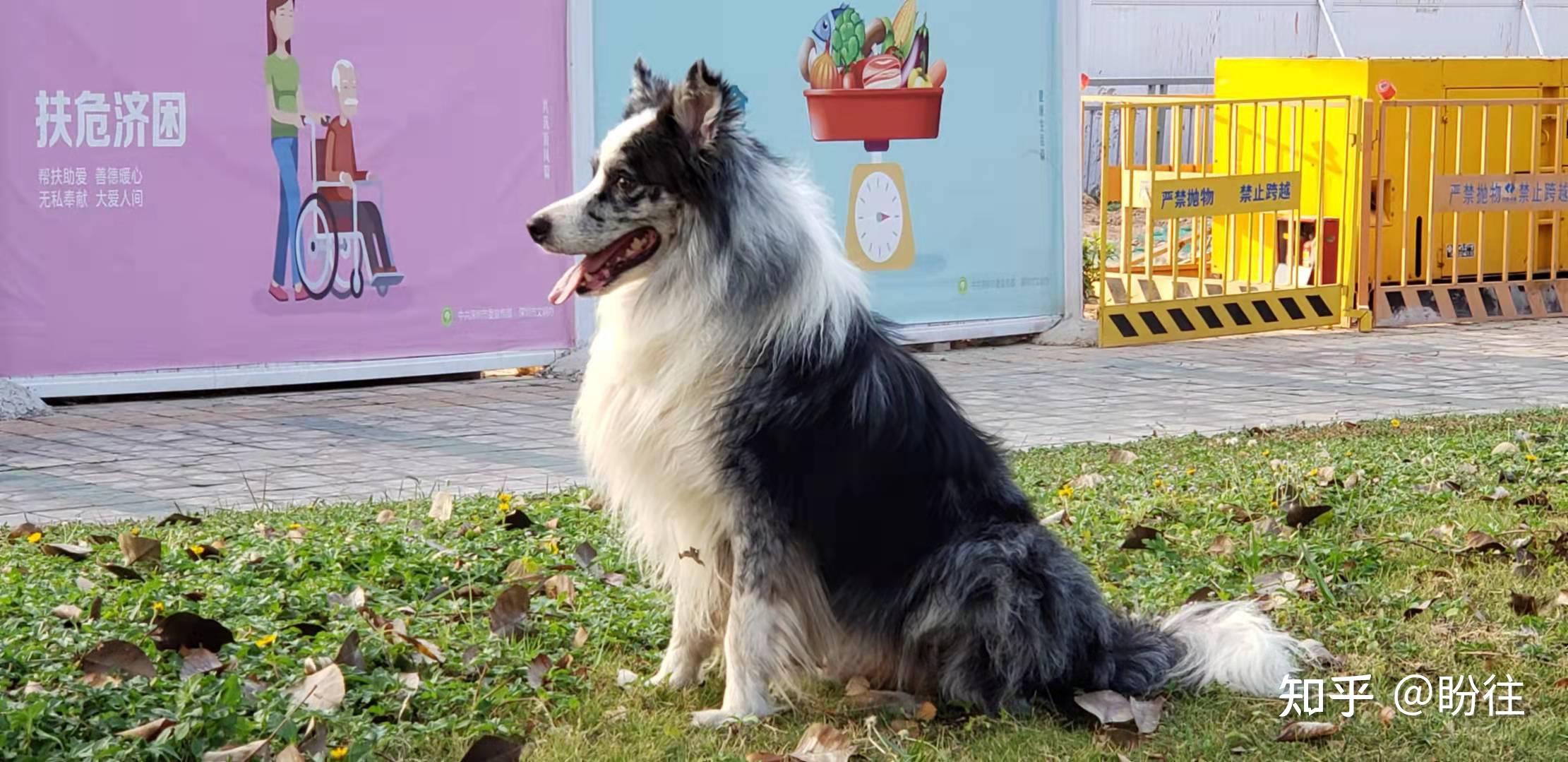 东莞隆记商务中心附近被好心人捡走一只陨石色公边境牧羊犬