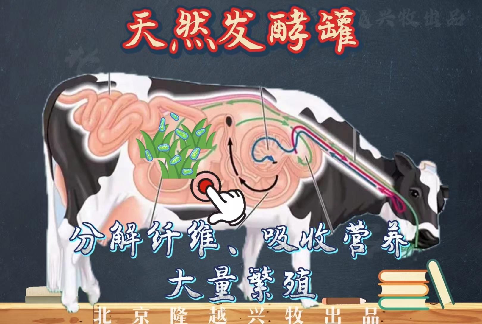 牛的瘤胃究竟是如何工作的？ - 知乎