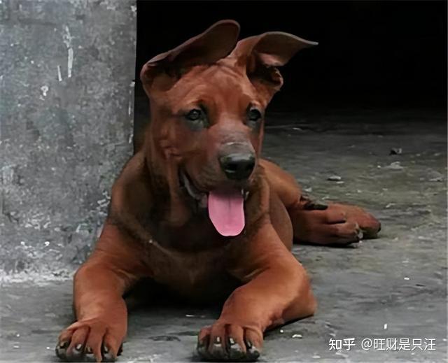 红毛犬品种大全图片