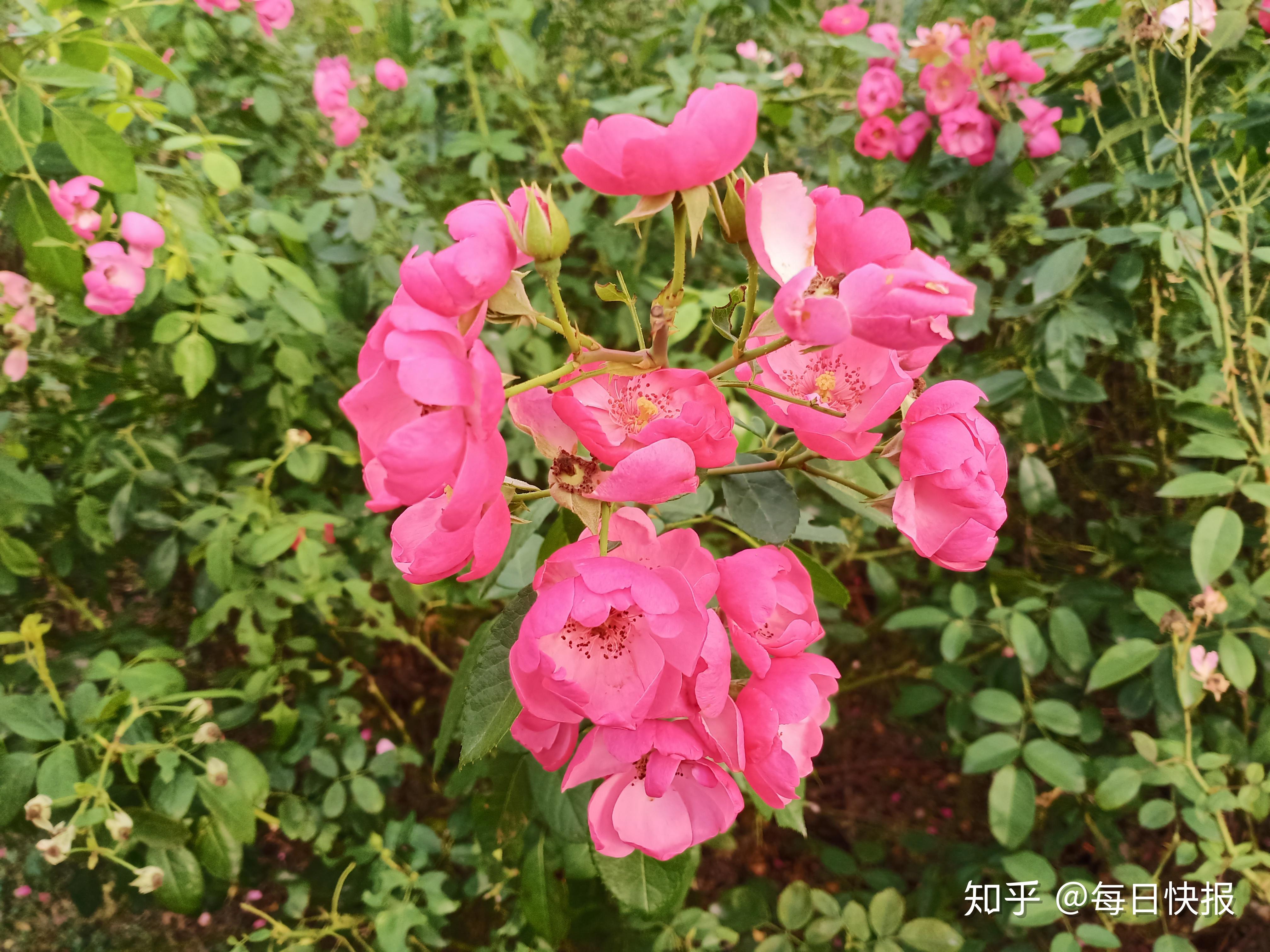 春來花枝俏,春去花瓣凋,紅塵一去化泥土,雖枯也逍遙 - 知乎