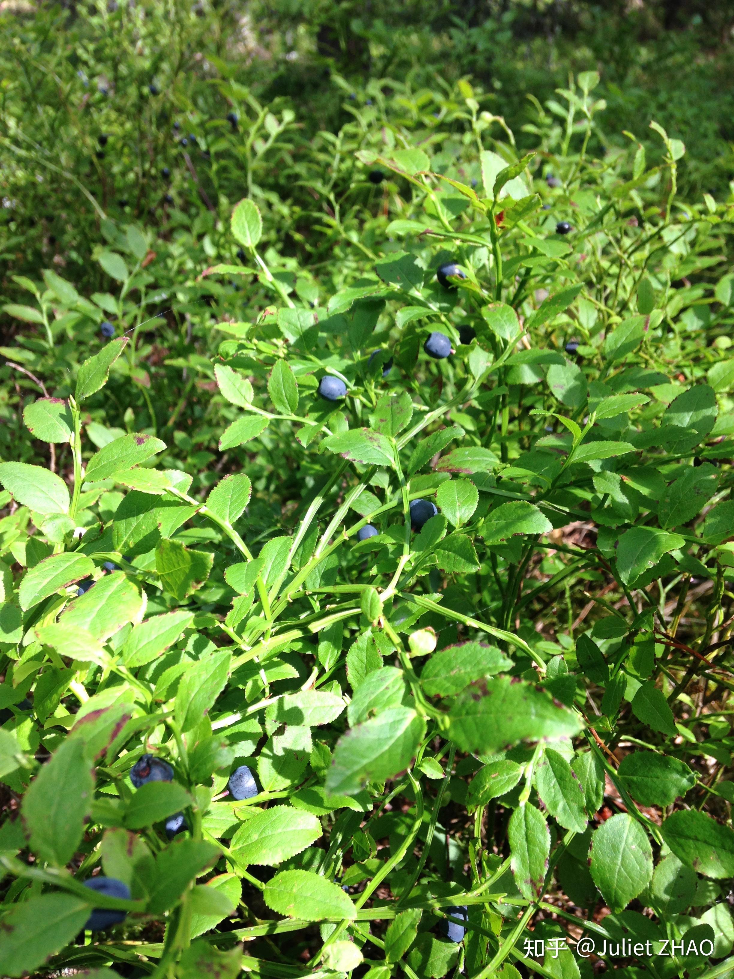 瑞典夏屋记/森林里的野蓝莓
