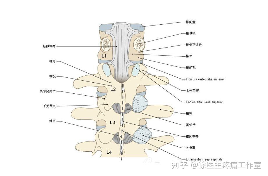 棘间韧带较薄