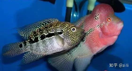 罗汉鱼繁殖公式大全看过的都收藏了