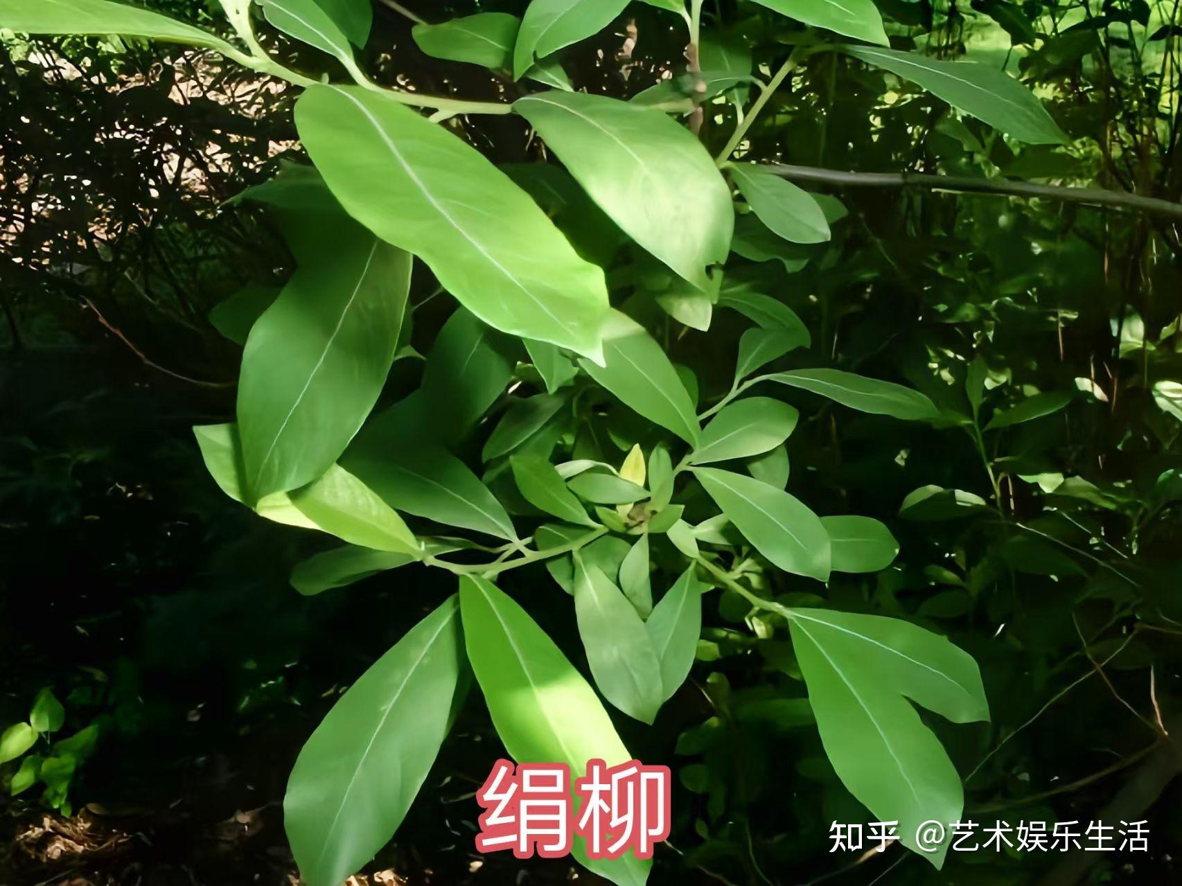 杨柳科植物有哪些 - 知乎