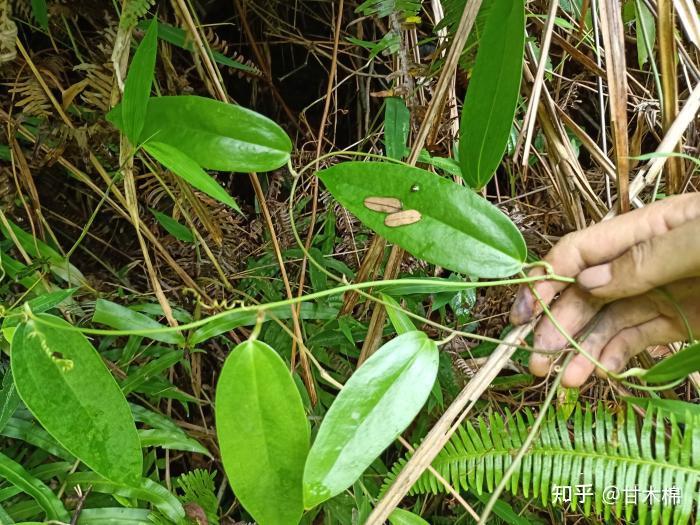 小时候经常采挖这6种植物根茎当零食