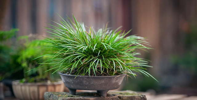 端午节不仅要插艾草还要插菖蒲其中有何意义怎么盆栽