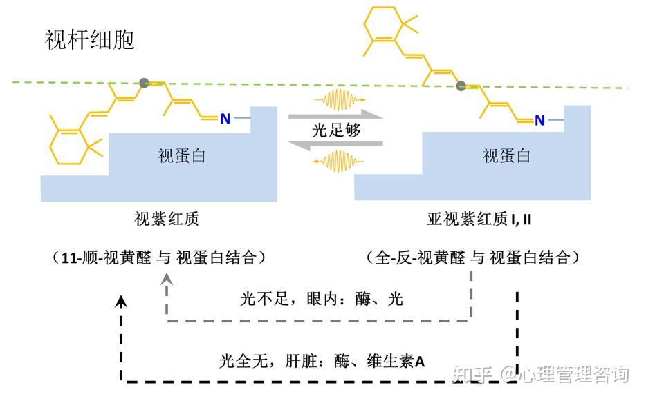 感觉适应 - 知乎