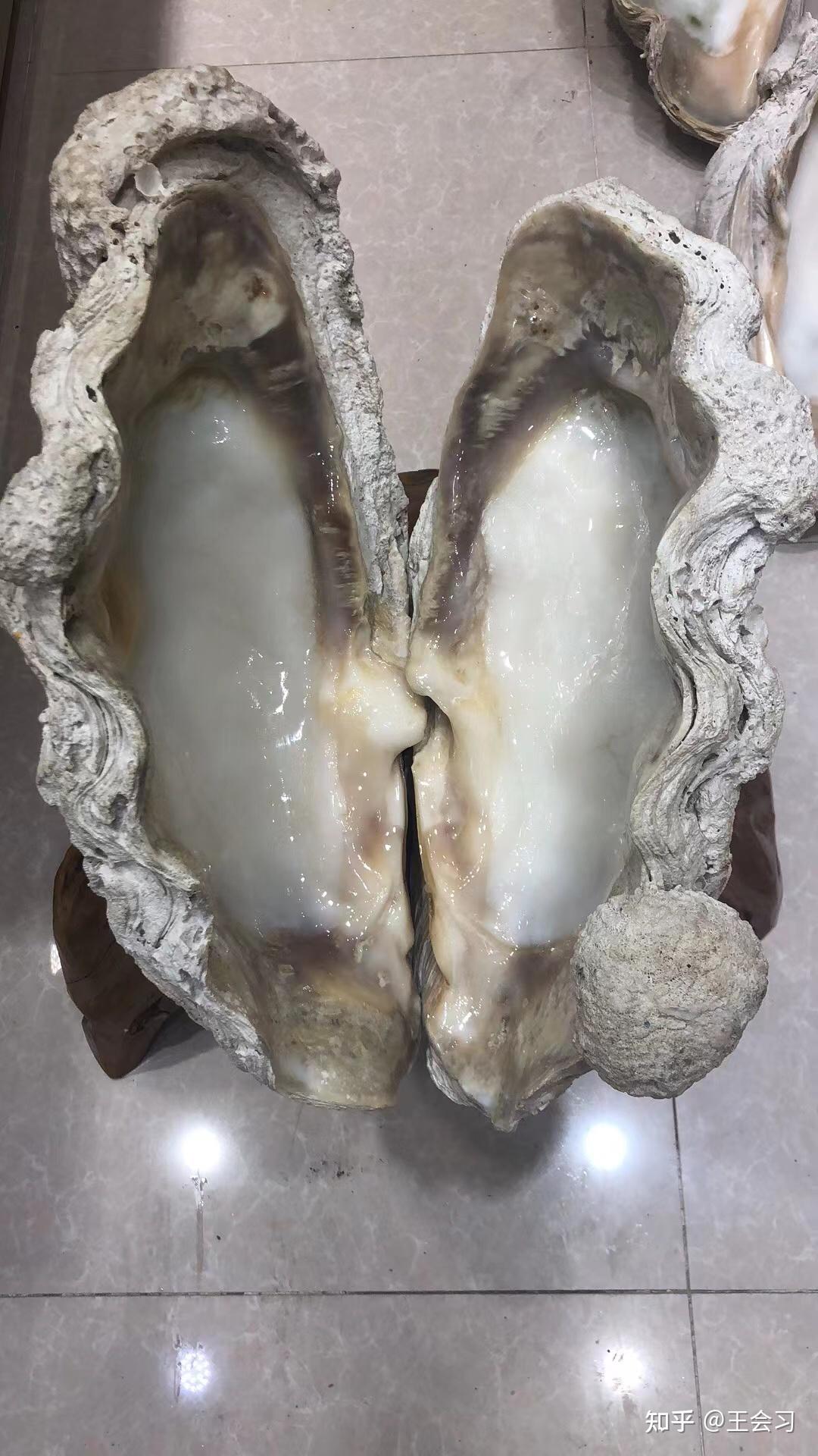 砗磲厂家告诉你什么样子的人适合佩戴砗磲工艺品