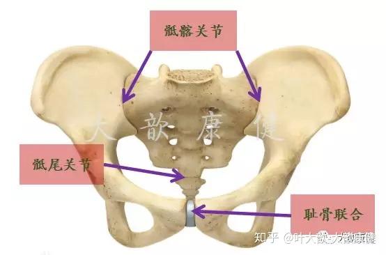 有问有答2 产后耻骨分离耻骨痛的运动康复 知乎