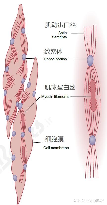 平滑肌的收缩机制