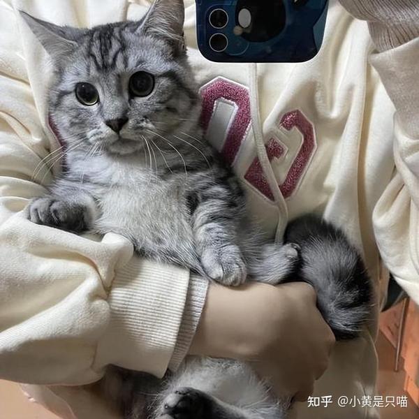 养猫的人身上明显有“六大特征”,很难藏得住!