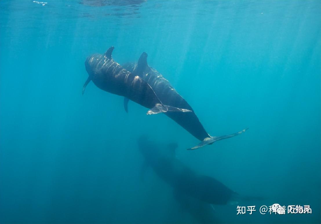 地球上杀伤力最强的3种鲸鱼，超出你的想象！ - 知乎