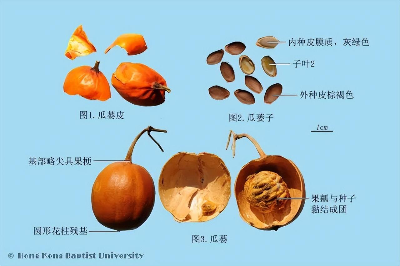 【元亨祥本草纲目】——中国药典中药材 瓜蒌 - 知乎