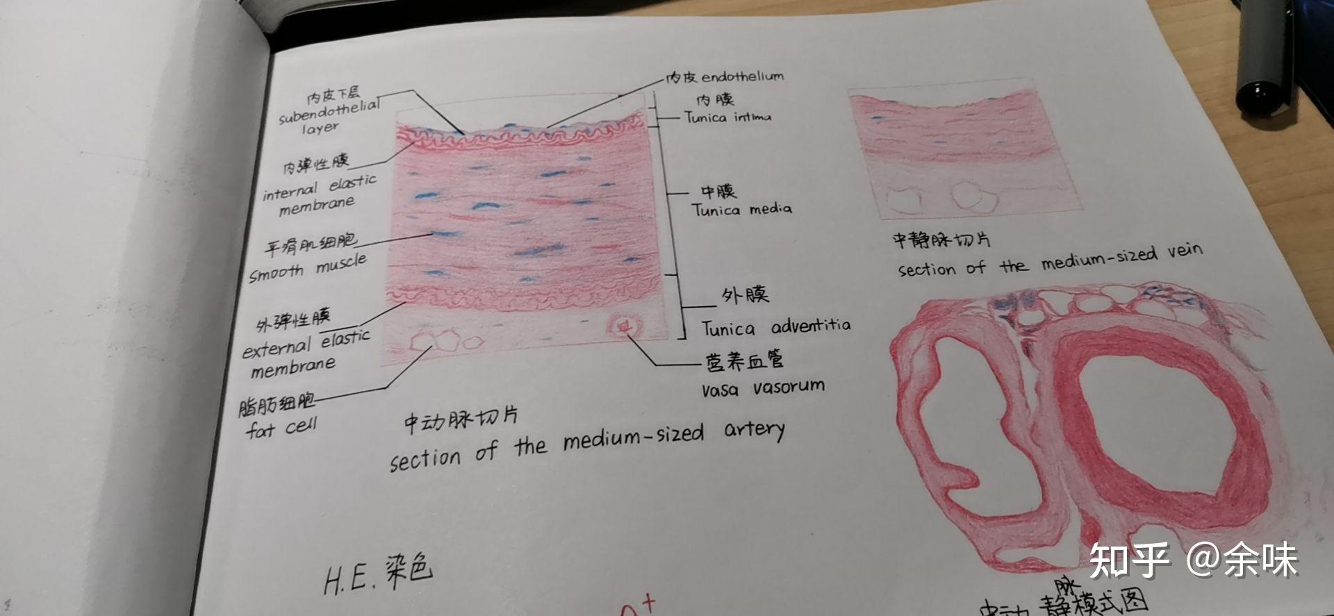 中动脉管壁结构手绘图图片