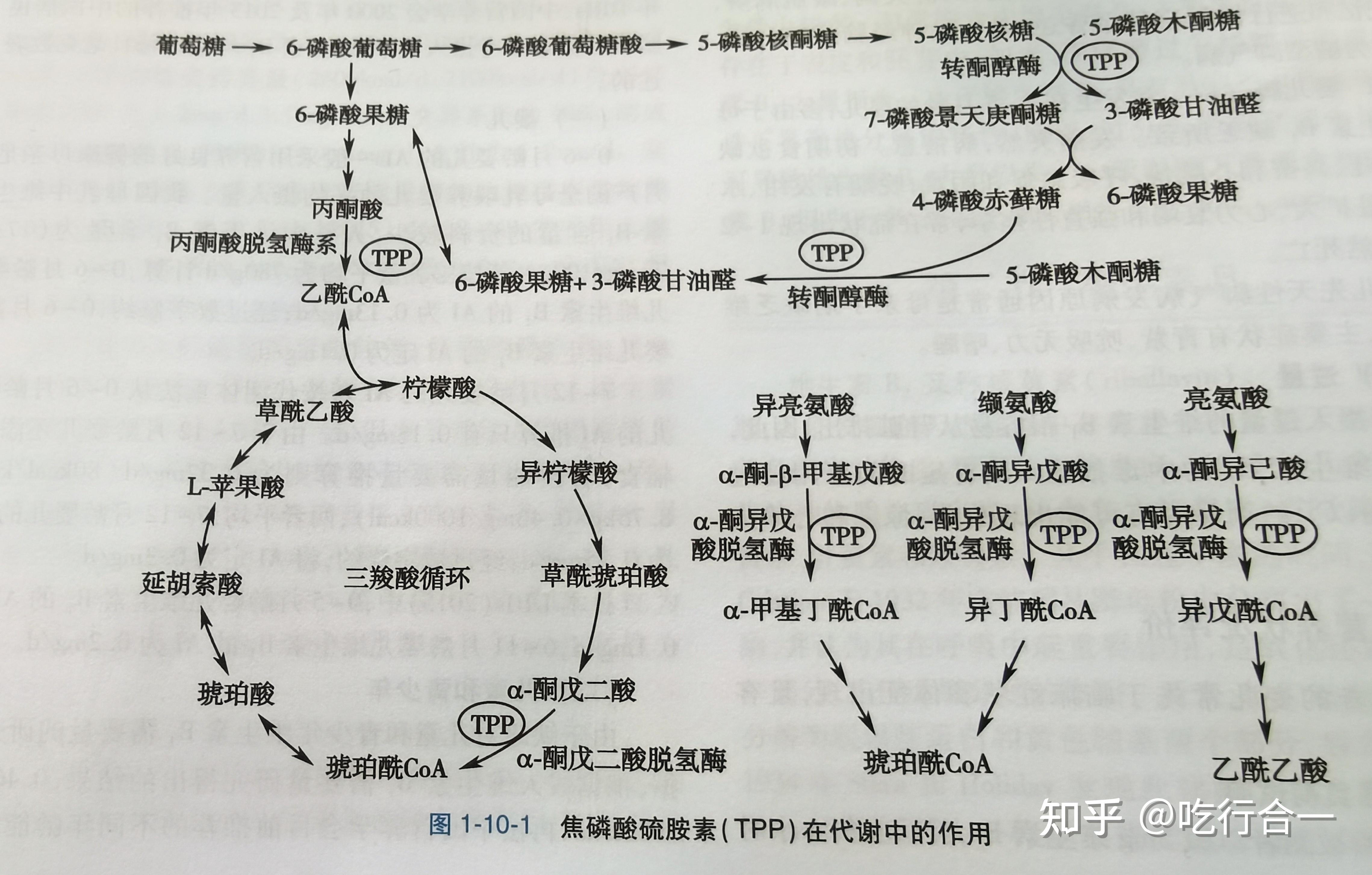 丙氨酸循环图片