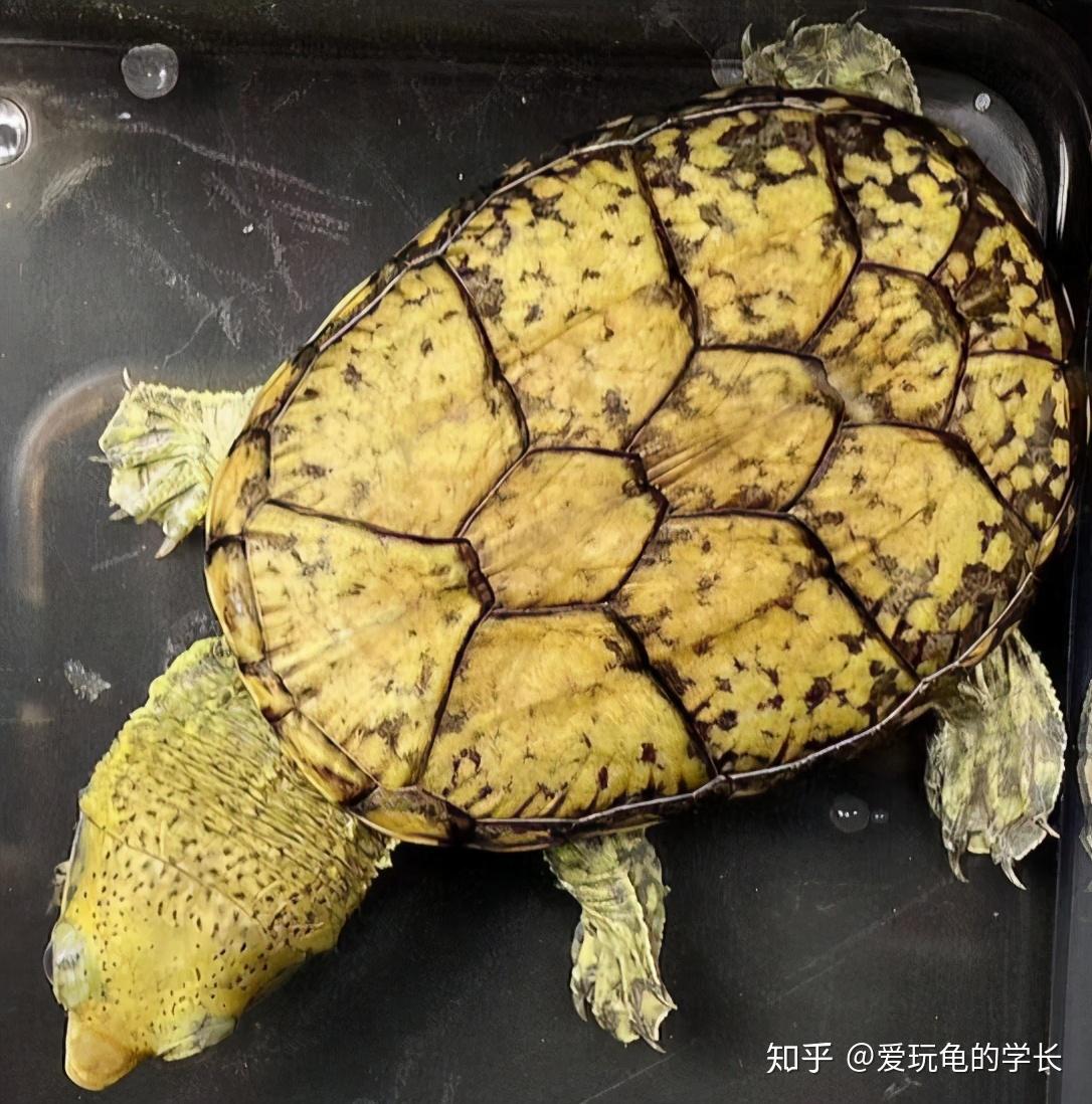 蛋龟窄桥麝香龟