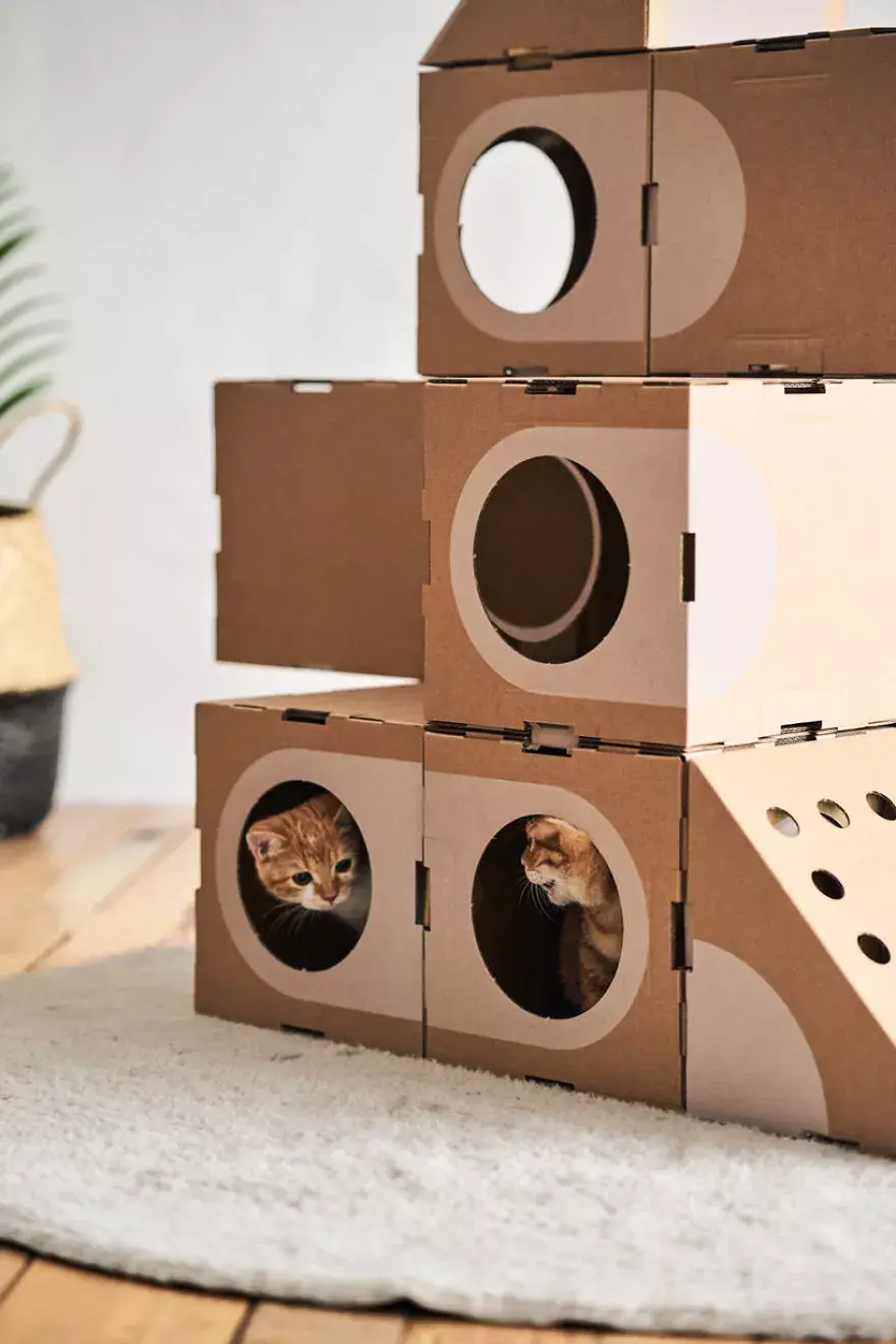 建筑师手里的纸板箱成为了可堆叠的猫咪城堡