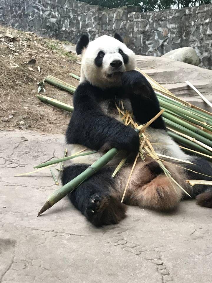 为什么大熊猫吃竹子要扒皮?