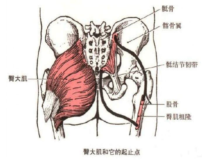 臀大肌位置图片图片