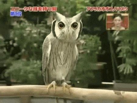 小时候像外星人能从耳朵看到眼球猫头鹰的构造原来这么奇葩