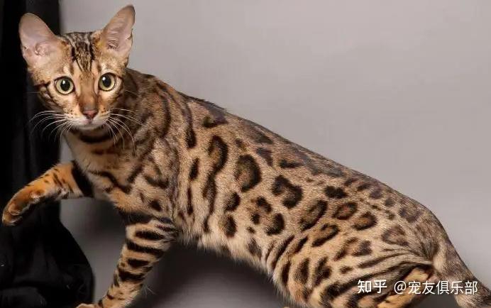 72种猫咪品种大全图片及介绍 | - 知乎