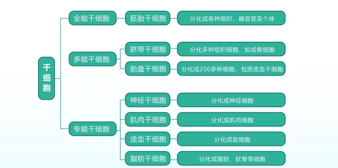 科普丨解答关于干细胞的19个知识点