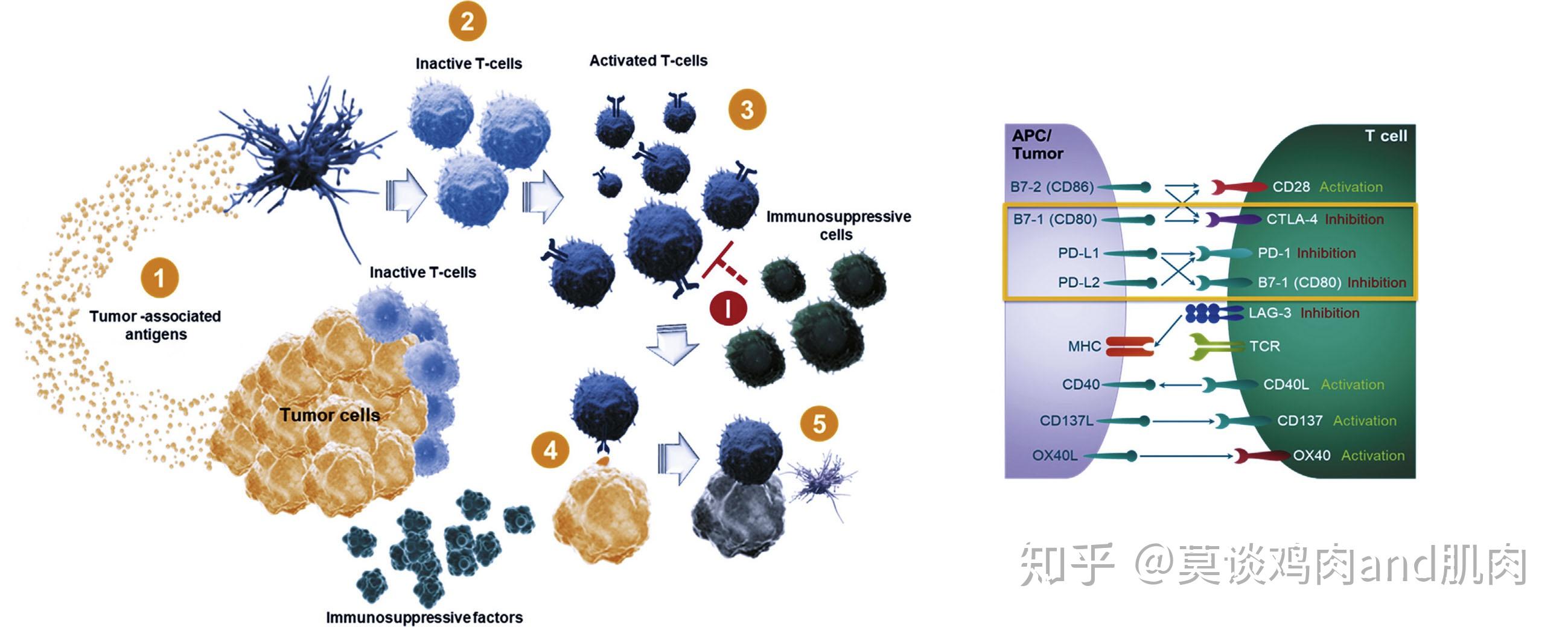 靶向pd1和pdl1的肿瘤免疫药物