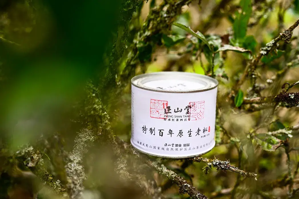 正山堂·百年原生老枞