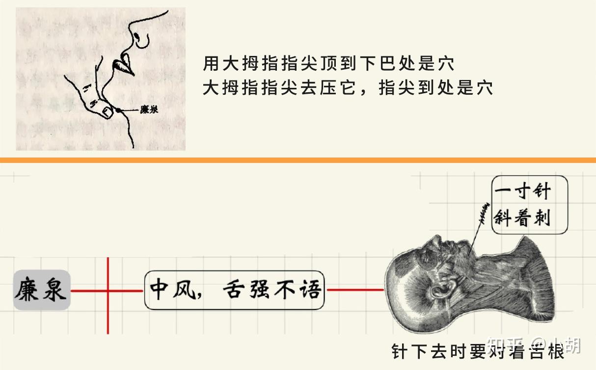 左右夹廉泉定位图片