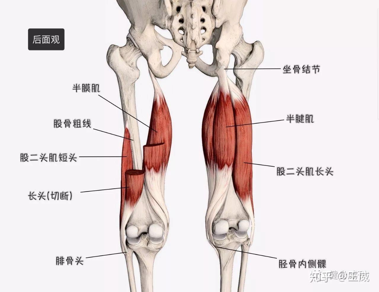 大腿后群肌肉 :股四头肌是身上唯一的膝关节伸直肌肉肱四头肌最重要的