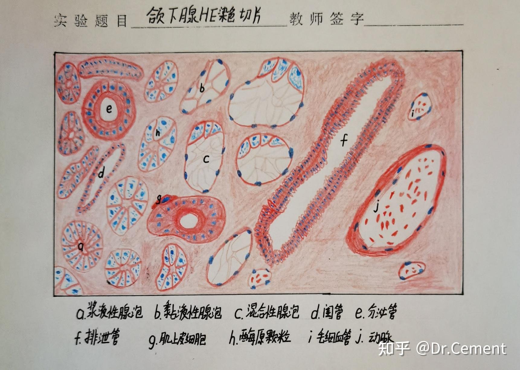 醫學生紅藍鉛筆繪圖組織胚胎學病理學口腔組織病理學持續更新中