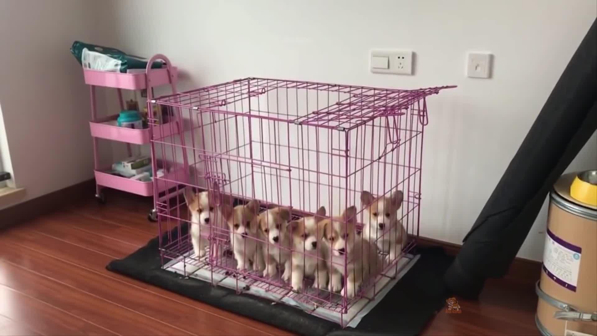 这样的狗子来两条