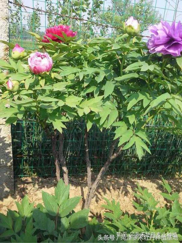 观赏牡丹百花园艺嫁接出来的稀有品种