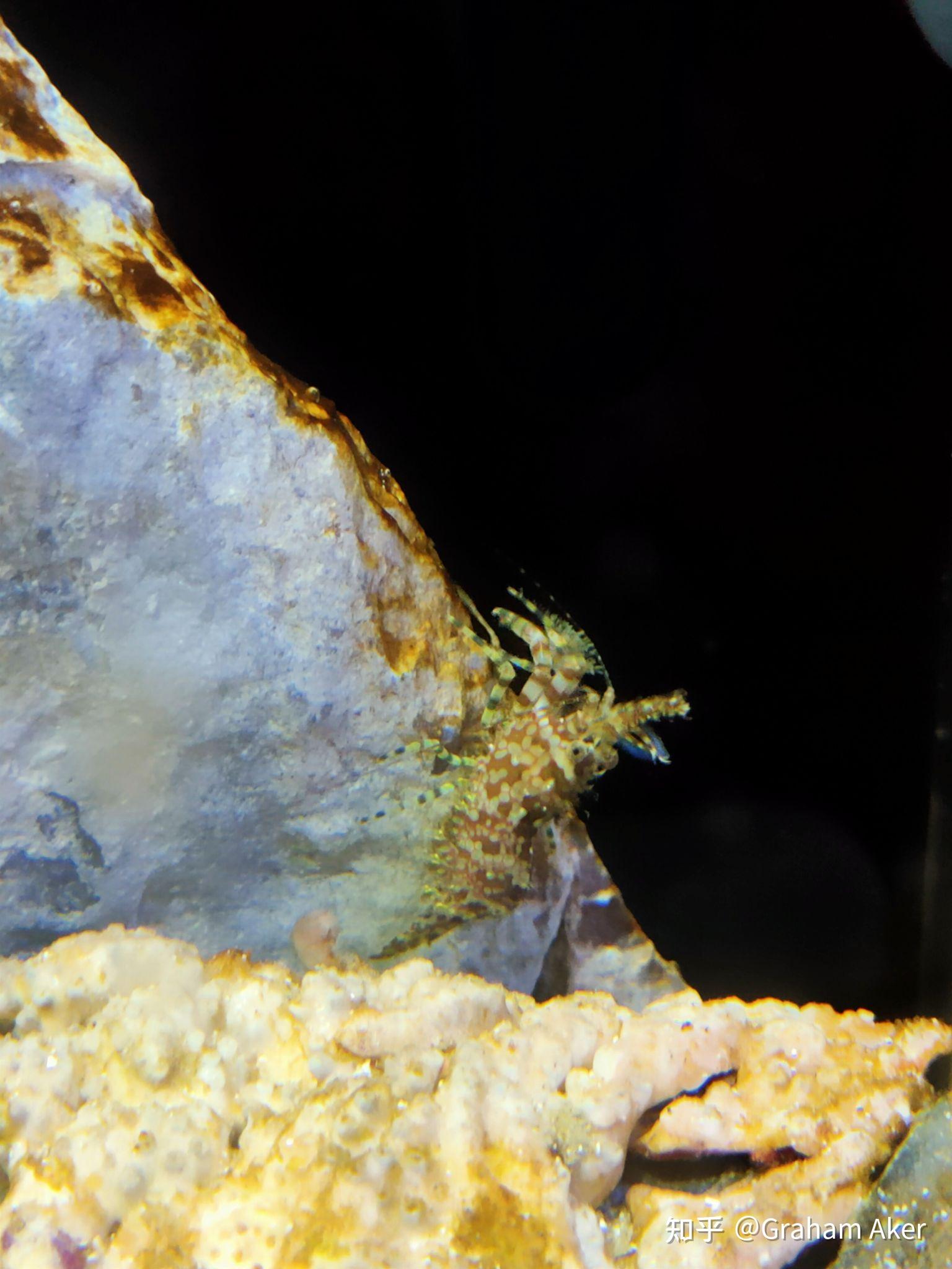 藻缸的藻有一天几乎全部白化