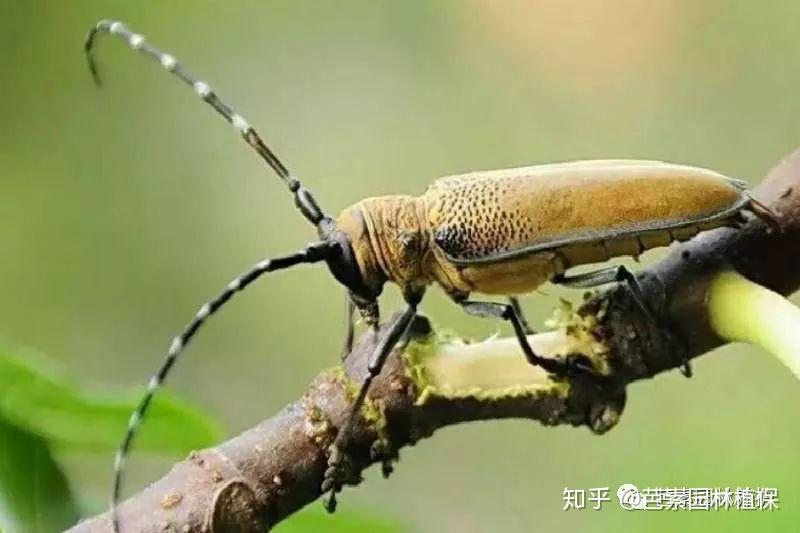 为什么总说天牛不是牛,危害却要大于牛? - 知乎