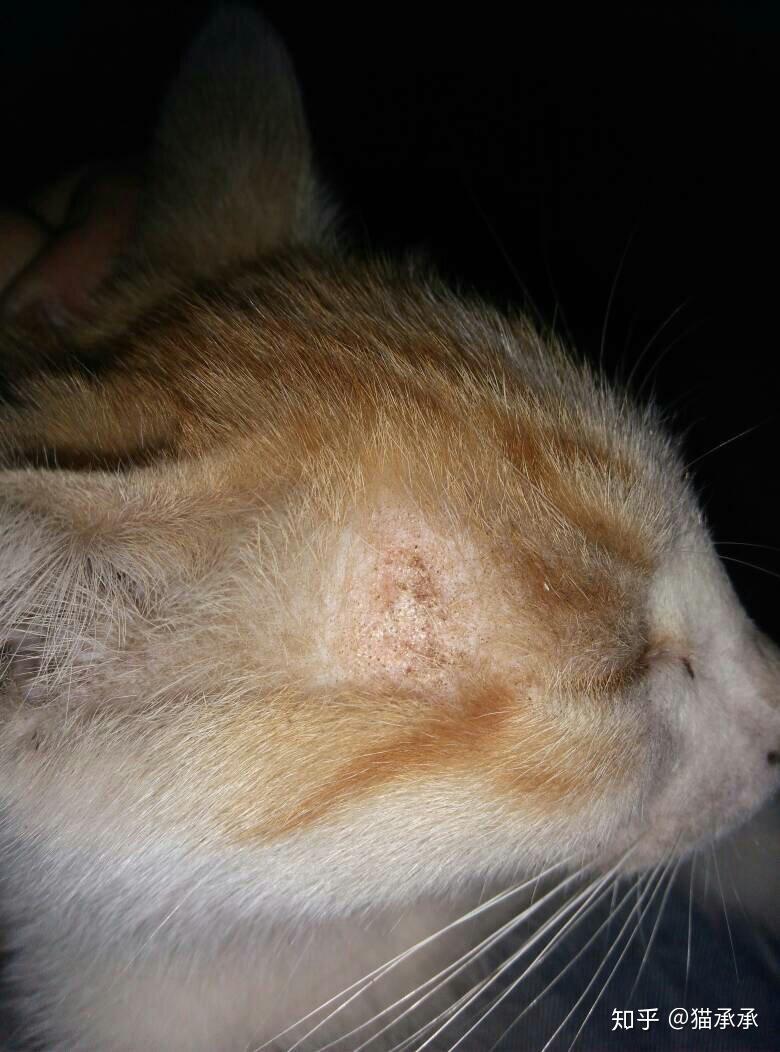 猫癣和奶癣有区别吗怎么看自己是不是被传染了猫癣 - 知乎