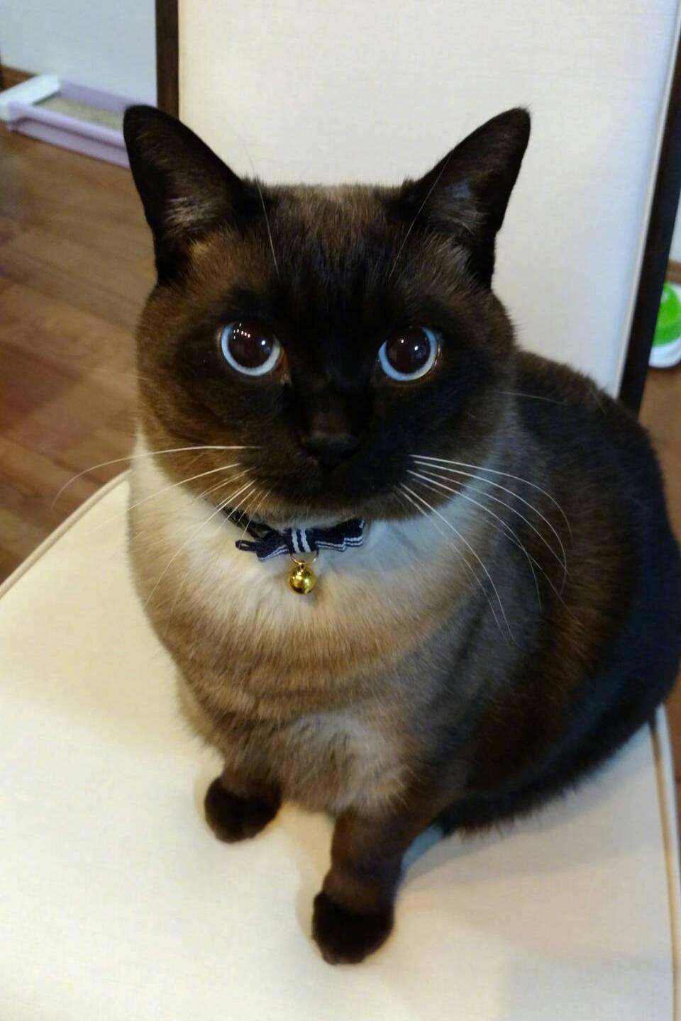 暹罗猫变色大赛越看越好笑哈哈哈哈哈