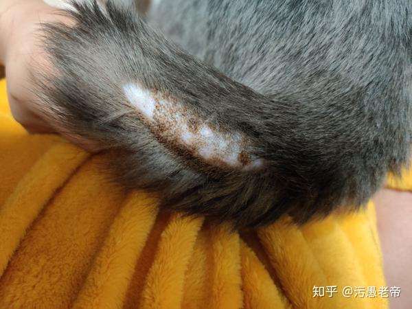 蓝猫尾巴突然秃了,疑似猫藓or毛囊炎or马尾病