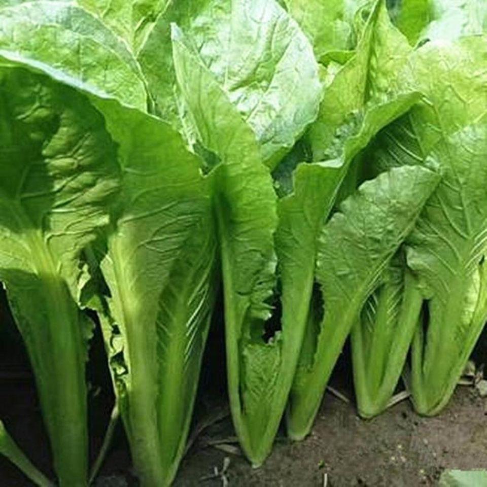 青梗小白菜
